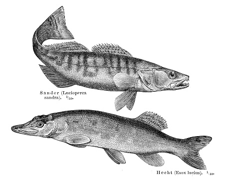 Pike fish engraving 1897

Meyers Konversations-Lexikon. Ein Nachschlagewerk des allgemeinen Wissens, 5th edition 17 volumes Bibliographisches Institut - Leipzig 1895-1897