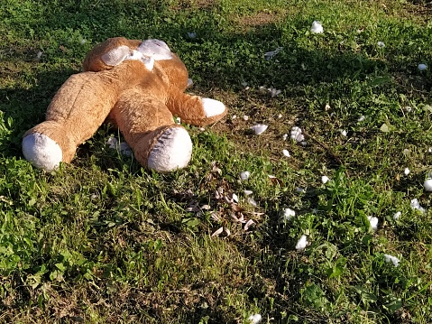 An unnecessary forgotten toy on the grass. A torn teddy bear lies on the ground. Violence and forgetfulness concept. White cotton wool is visible from the bear's chest. The filler is around the toy.