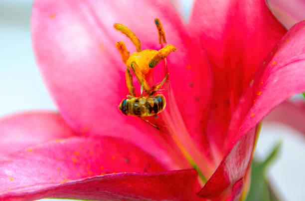 Insect - Honey Bee Colecting Pollin from Lily