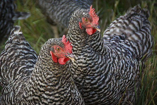 Two Barred Rock Chickens - close-up
