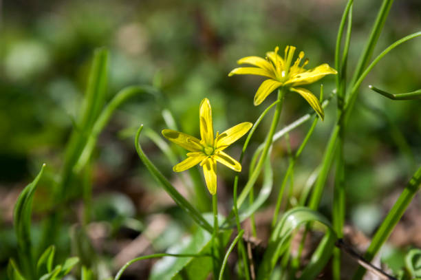 Gagea pratensis spring wild flower, yellow Star of Bethlehem in bloom Gagea lutea wild springtime flowering plant, group of yellow star-of-Bethlehem petal flowers in bloom and green leaves gagea pratensis stock pictures, royalty-free photos & images