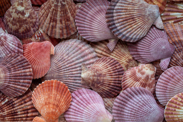 istock background of colorful bright seashells 1370957102