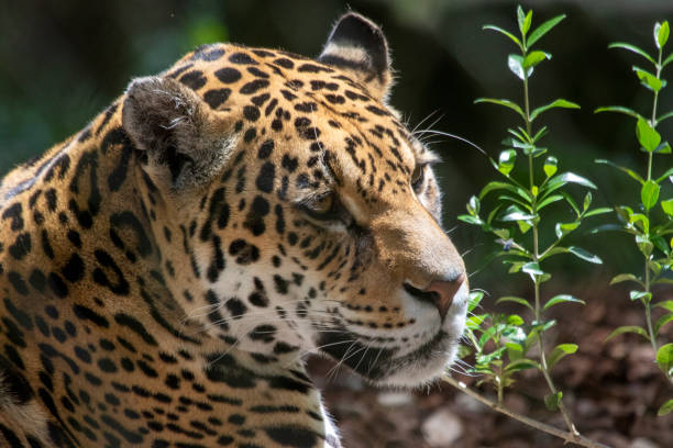 Portrait of a panter