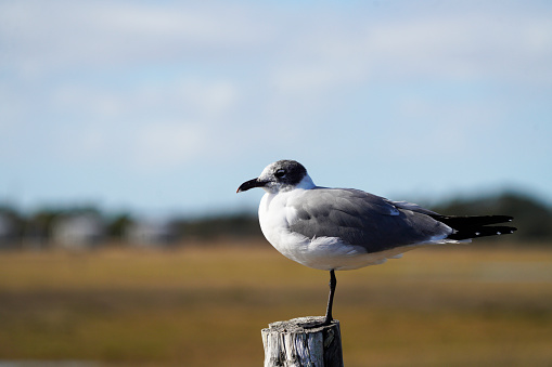Juvenile Laughing Gull posing on a post