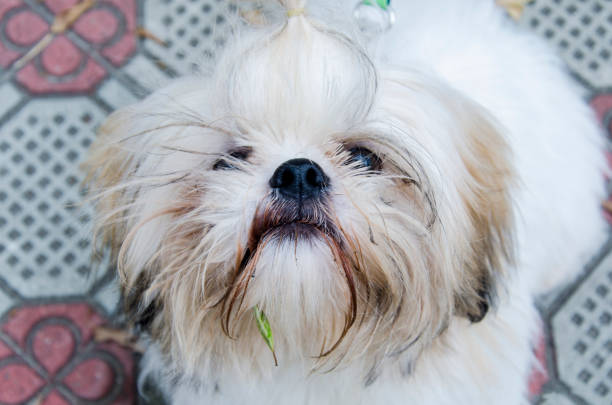 istock White furry dog looking at the camera. 1370957604