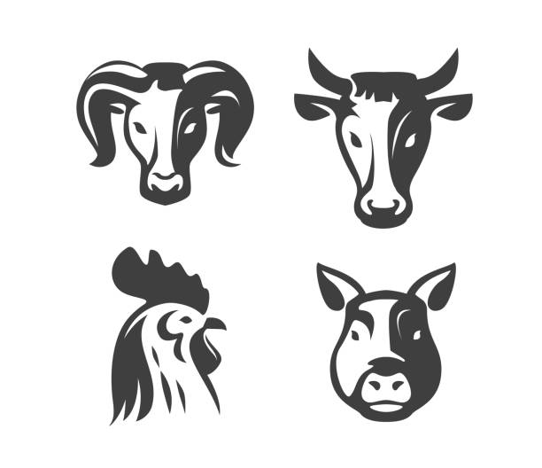 zestaw emblematów zwierząt gospodarskich. krowa, świnia, kurczak, baran symbol do projektowania sklepu mięsnego lub menu restauracji - domestic cattle stock illustrations