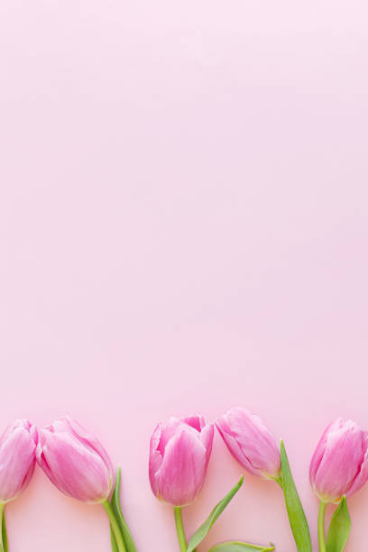 istock Floral Greeting card template with space for text, 8 march. Fresh tulips flat lay on pink background.  Stylish minimal tender spring image. Happy womens day. Happy Mothers day 1370960767