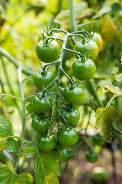 istock Green small unripe fresh tomatoes growing in vegetable garden 1370960770