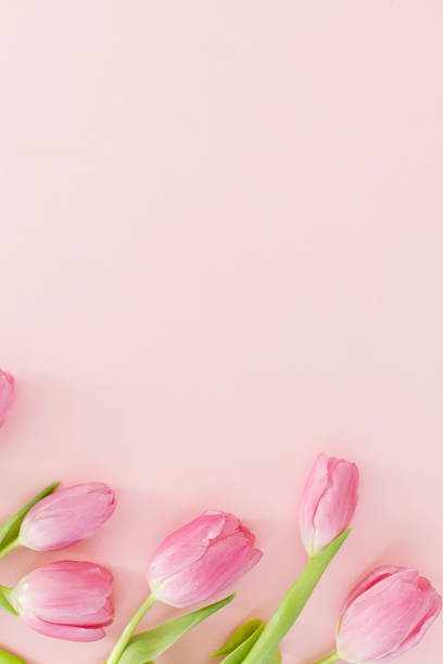 istock Floral Greeting card template with space for text. Pink tulips flat lay on pink background. Happy womens day. Happy Mothers day. 8 march. Stylish minimal tender spring image 1370960885