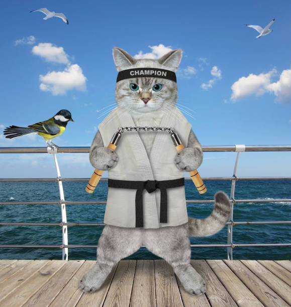 An ashen cat karate athlete in a kimono with nunchucks is exercising on a deck of the ship.