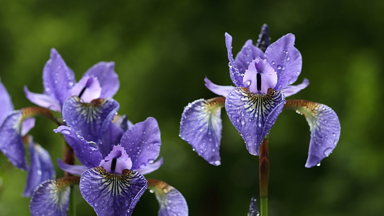 Vertical closeup photo of a group of blue, yellow and white coloured Flag Iris growing in an organic garden in Spring. New England high country near Armidale. Soft focus background.