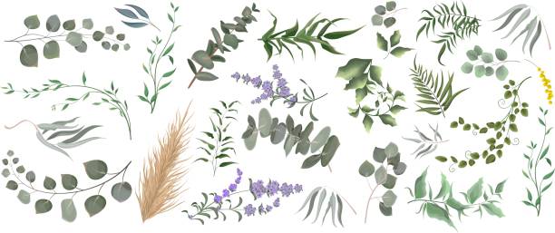 векторный набор травы. эвкалипт - fern frond leaf illustration and painting stock illustrations