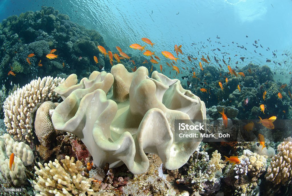 Vivace e colorata barriera corallina tropicale - Foto stock royalty-free di Acqua