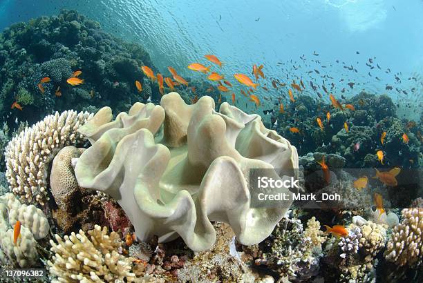 Vivace E Colorata Barriera Corallina Tropicale - Fotografie stock e altre immagini di Acqua - Acqua, Animale, Barriera corallina