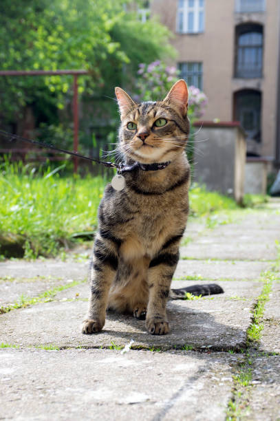 istock Cat on the leash for a walkies sitting like a model 1370963931