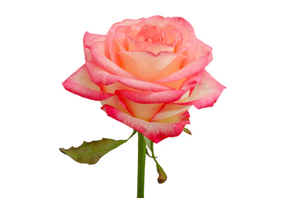 istock one pink rose on a white background 1370966406