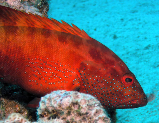 A Halfspotted Grouper (Cephalopholis hemistiktos) in the Red Sea, Egypt