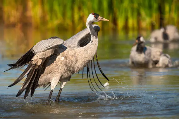 Common Crane (grus grus, Eurasian Crane) start flying out of a small pond in the steppe of Hortobágy National Park, Hungary. The Steppe (Puszta) of Hortobagy is the largest semi-natural grassland in Europe and is listed from UNESCO as World Heritage Site since 1999.