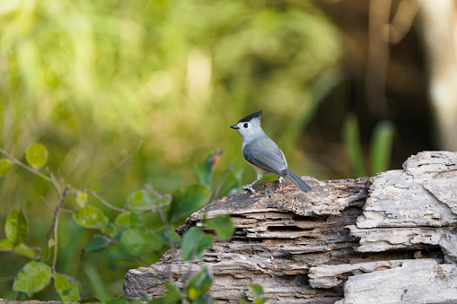 Black-crested Titmouse posing in the sunshine