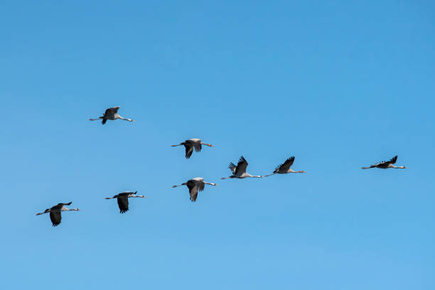 istock Common cranes flying over Hortobagy Puszta, Hungary 1370967766