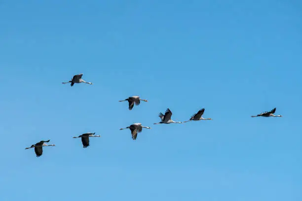 Group of Common Cranes (grus grus, Eurasian Crane) in flight during the autumn migration over the steppe of Hortobágy National Park, Hungary. The Steppe (Puszta) of Hortobagy is the largest semi-natural grassland in Europe and is listed from UNESCO as World Heritage Site since 1999.