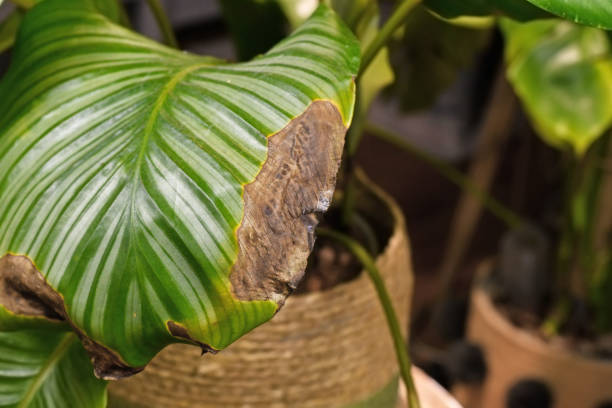 Calathea houseplant leaf with dry brown and yellow leaf spots Sick Calathea houseplant leaf with dry brown and yellow leaf spots calathea stock pictures, royalty-free photos & images