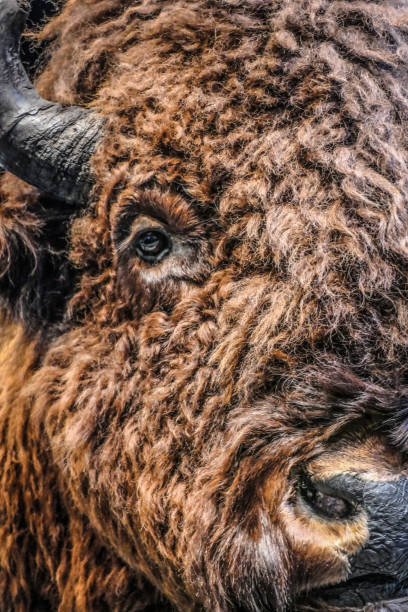 istock Eye Of the Bison 1370969533