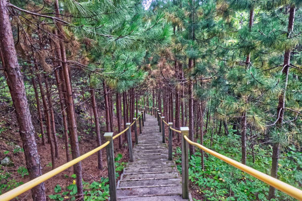 istock Clear steps running below fuzzy vegetation - Thunder Bay, Ontario, Canada 1370970369