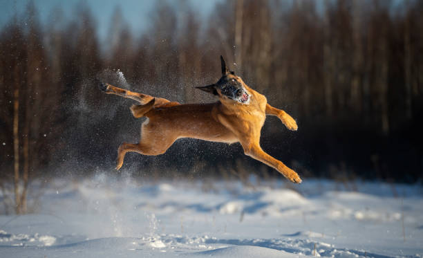 Incredible pirouettes in the air of a Belgian Malinois playing in the snow stock photo