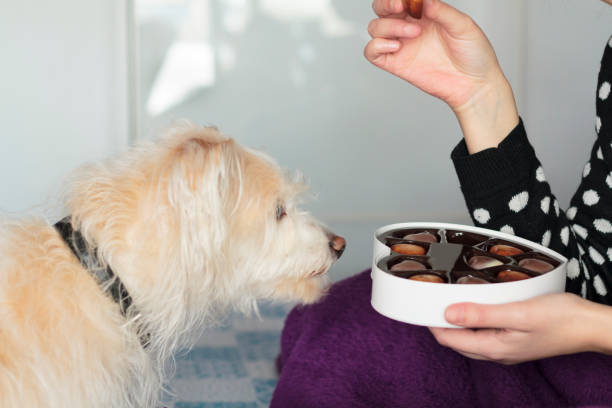 Woman eating valentines chocolate on bed and dog sniffing the box Woman eating valentines chocolate on bed and dog sniffing the box milk chocolate and dogs stock pictures, royalty-free photos & images