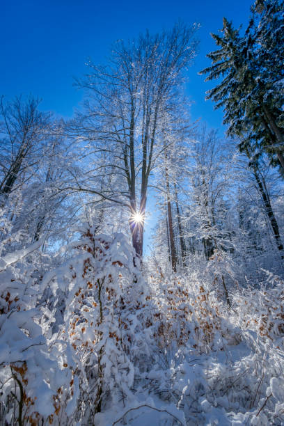 istock beautiful snowy winter landscape 1370974155