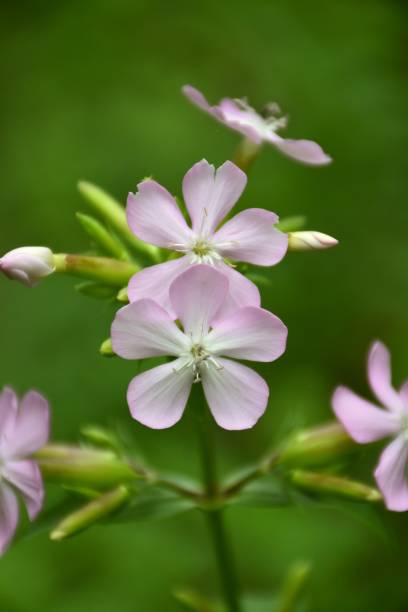 istock Saponaria officinalis flowers. 1370974925