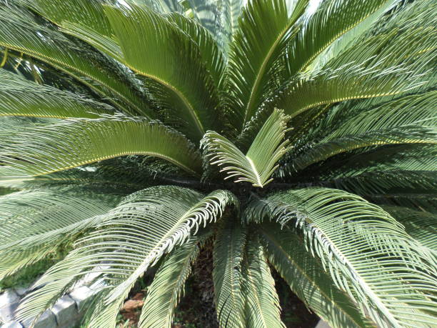 istock Close-Up of a Palm Tree 1370975989