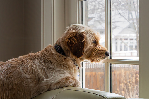 Goldendoodle dog waiting at the window