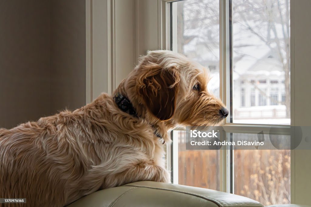 Goldendoodle dog waiting at the window Young Goldendoodle dog waits at the window on a snowy winter day, resting upon a pale green sofa in a room with light colored walls. Soft, pastel, quiet mood, staying warm on a cold day. Dog Stock Photo