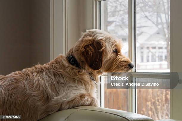 Goldendoodle Dog Waiting At The Window Stock Photo - Download Image Now - Dog, Window, Looking Through Window