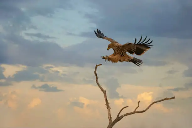 Eastern imperial eagle (Aquila heliaca) is  landing on a tree in Hortobágy National Park, Hungary. The Steppe (Puszta) of Hortobagy is the largest semi-natural grassland in Europe and is listed from UNESCO as World Heritage Site since 1999.