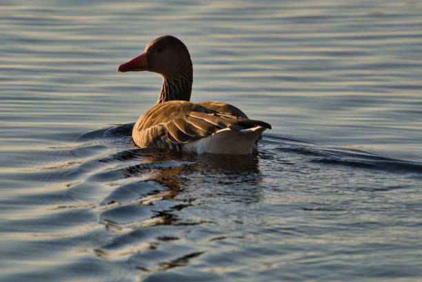 A Greylag goose swims on a lake Anser anser