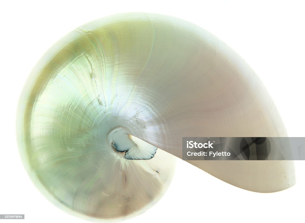 Nautilus shell Detailed photo of a pearl shell of a chambered nautilus (Nautilus pompilius) isolated on white Animal Stock Photo