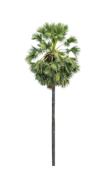 single sugar palm isolated on white background