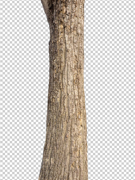 istock Trunk of a Tree Isolated On White Background 1370979027