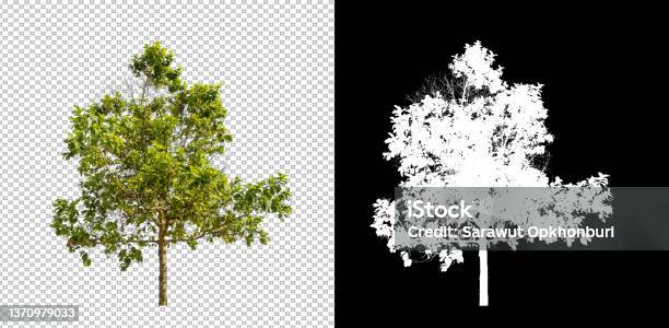 Tree Isolated On White Background With Clipping Path And Alpha Channel Stock Photo - Download Image Now