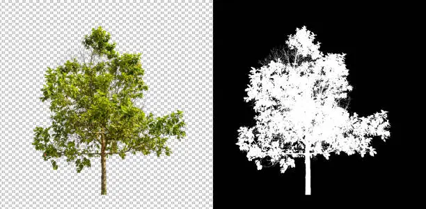 Tree isolated on white background with clipping path and alpha channel