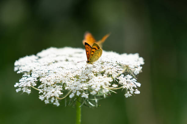 Insects on the flower of a wild carrot, Daucus carota which is a common plant in Denmark and often seen on roadsides and shoulders