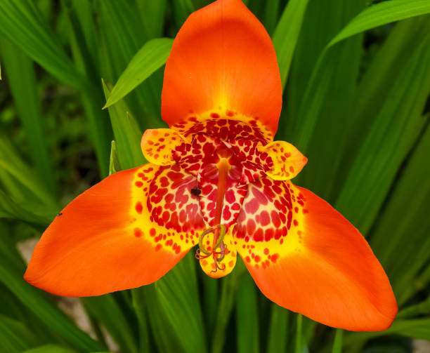 istock Mexican Shell Flower or Tiger Flower 1370979916