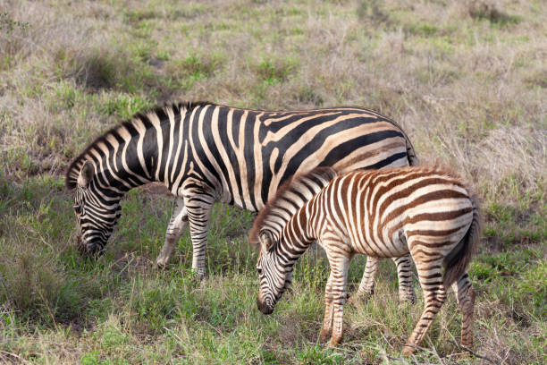 istock Mother Burchell's Zebra and foal 1370982615
