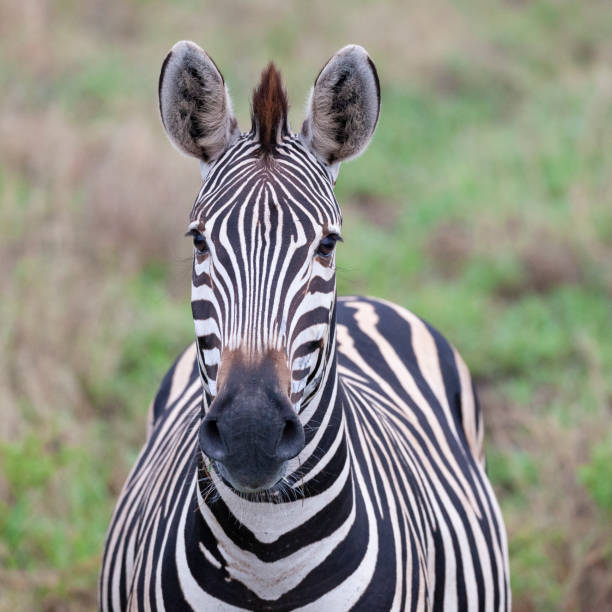 istock Burchell's Zebra portrait: Kruger NP 1370982618