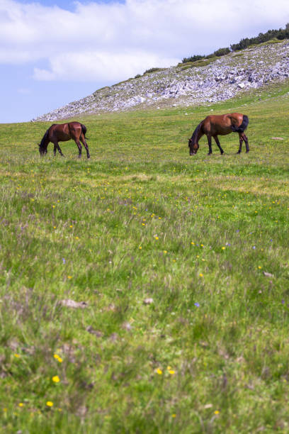 istock two horses in a meadow 1370983474