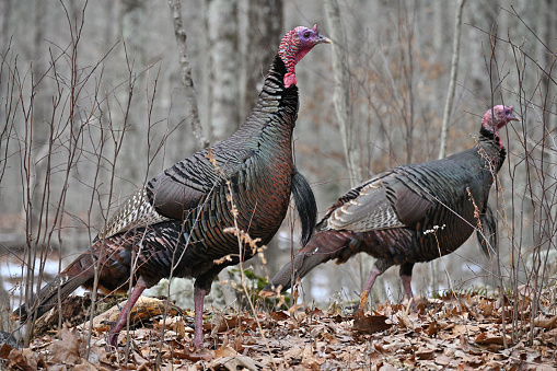 Male wild turkeys in bare winter woods. Taken in Connecticut.