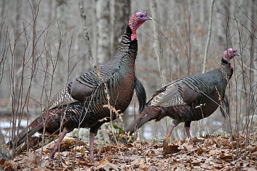 Group of turkeys